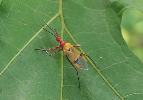 Pseudophonoctonus sp.